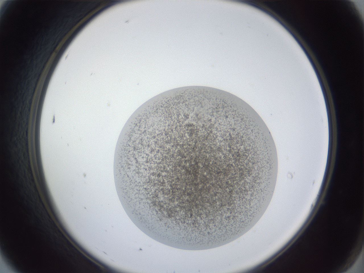 folderID252_plateID1252_batchID3920_wellNum7_profileID1_d2_r72475_ef.jpg