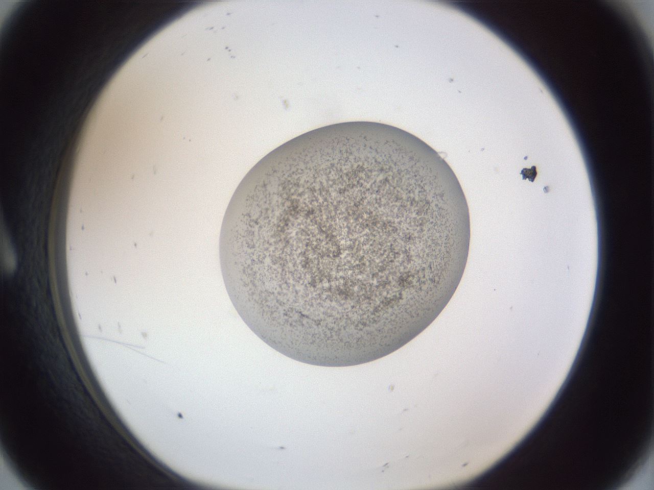 folderID252_plateID1252_batchID3920_wellNum8_profileID1_d1_r72476_ef.jpg