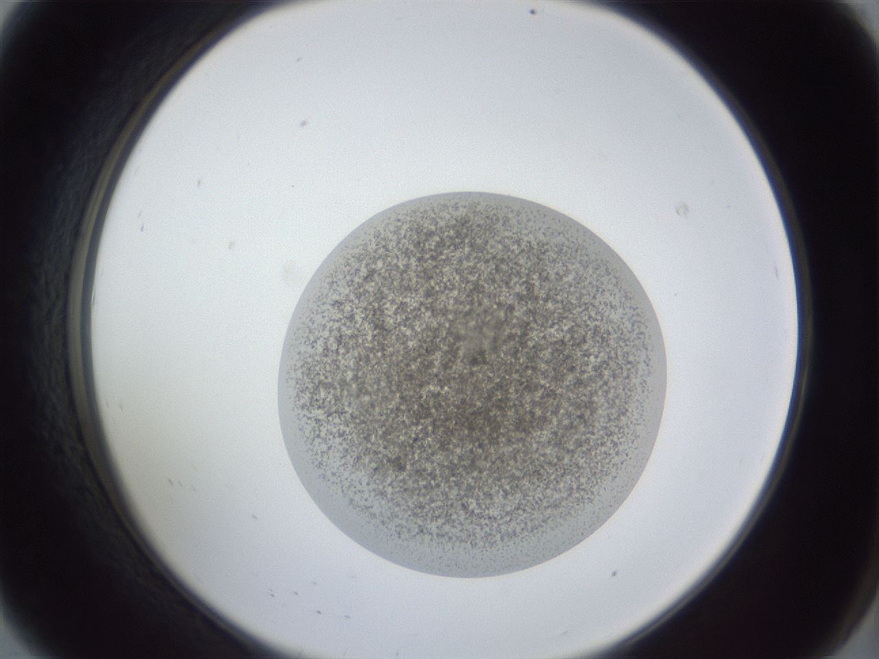 folderID252_plateID1252_batchID3920_wellNum8_profileID1_d2_r72477_ef.jpg