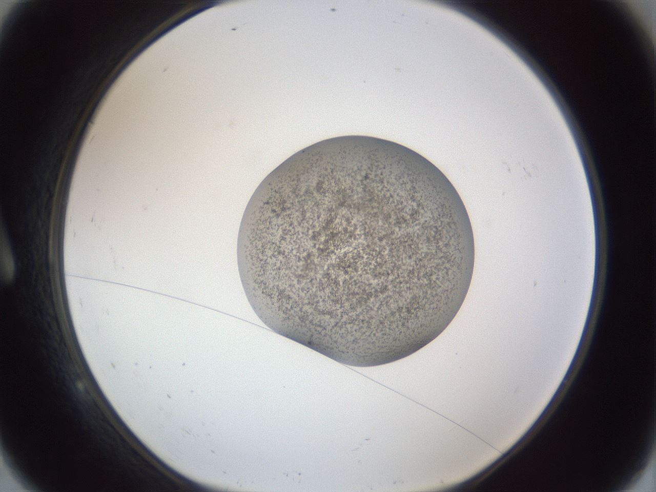 folderID252_plateID1252_batchID3920_wellNum9_profileID1_d1_r72478_ef.jpg