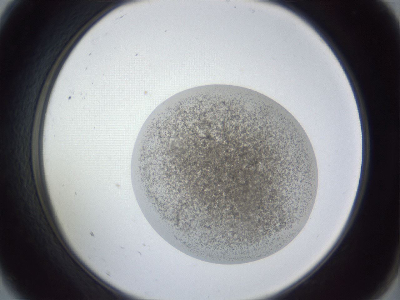 folderID252_plateID1252_batchID3920_wellNum9_profileID1_d2_r72479_ef.jpg