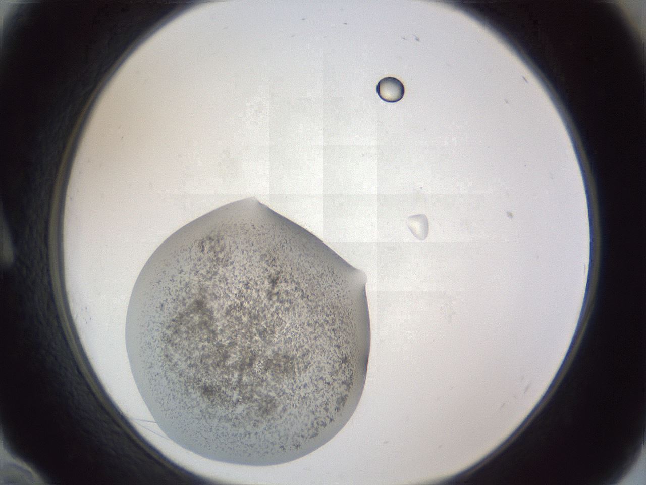 folderID252_plateID1252_batchID3997_wellNum10_profileID1_d1_r72480_ef.jpg