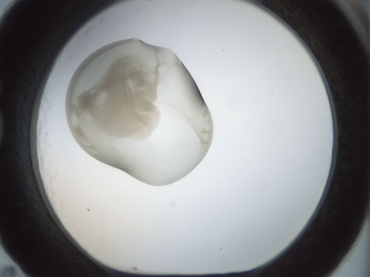 folderID154_plateID1154_batchID3121_wellNum83_profileID1_d1_r61057_ef.jpg