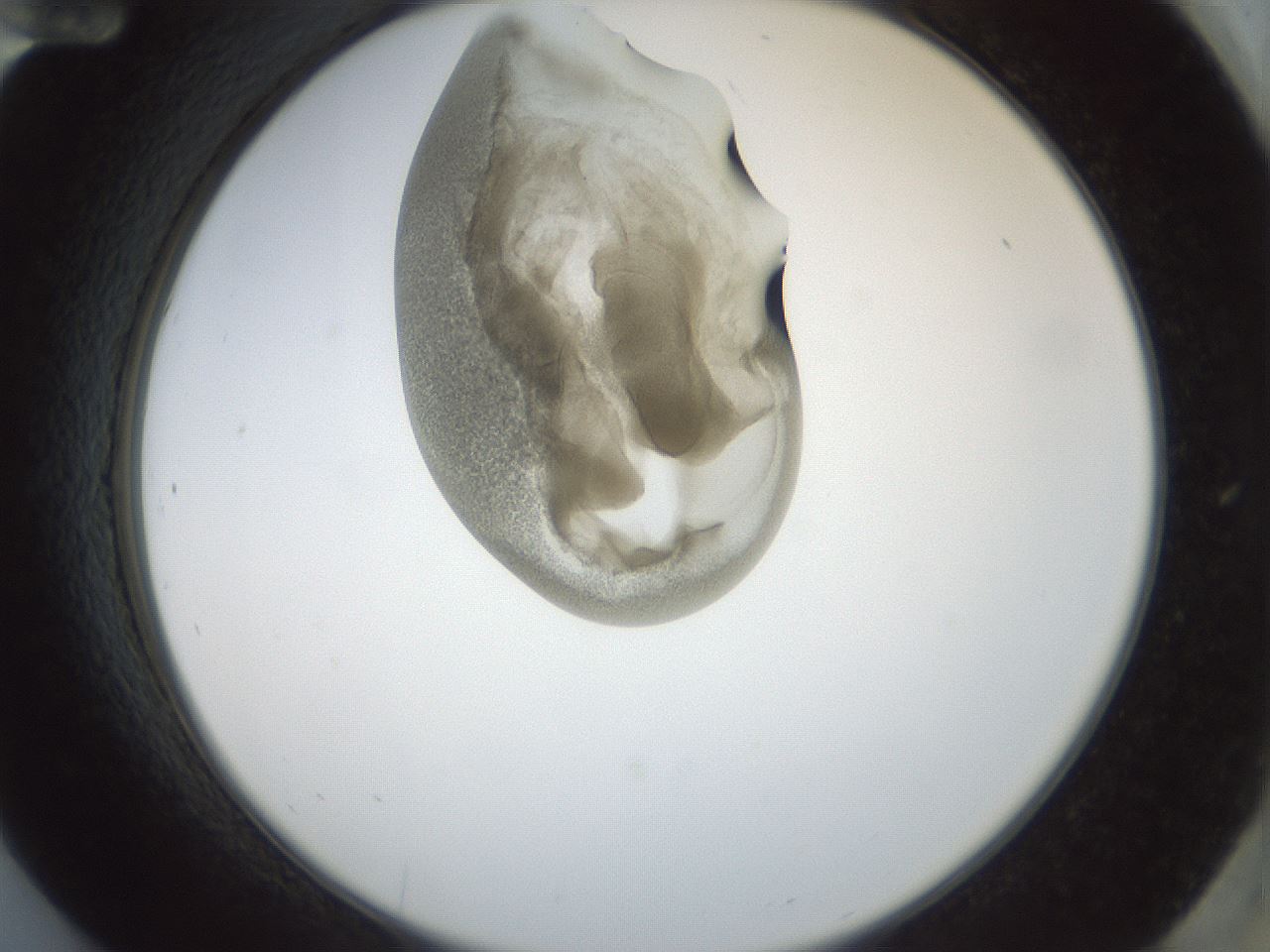 folderID154_plateID1154_batchID3121_wellNum84_profileID1_d2_r61060_ef.jpg