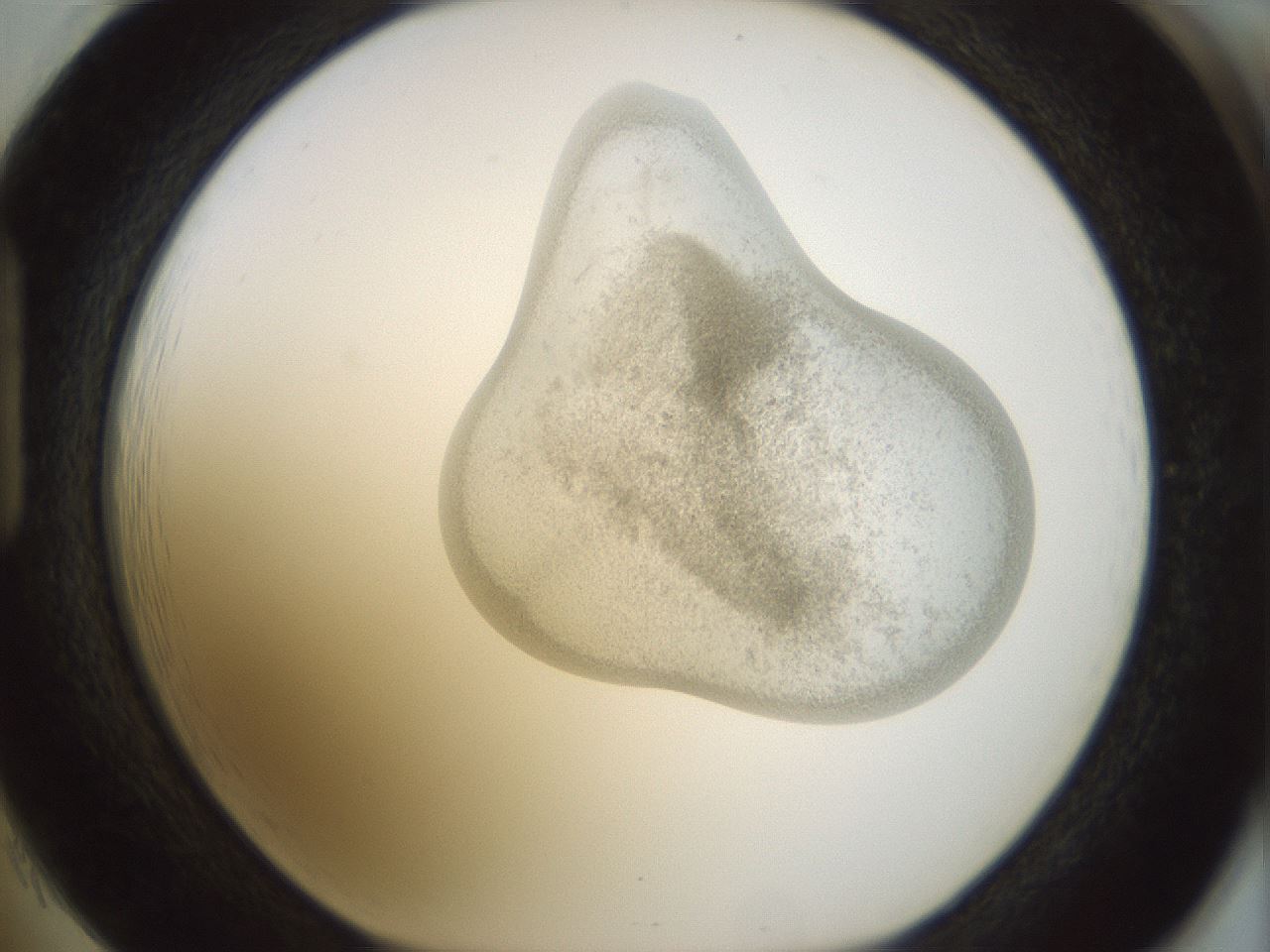folderID154_plateID1154_batchID3121_wellNum85_profileID1_d1_r61061_ef.jpg