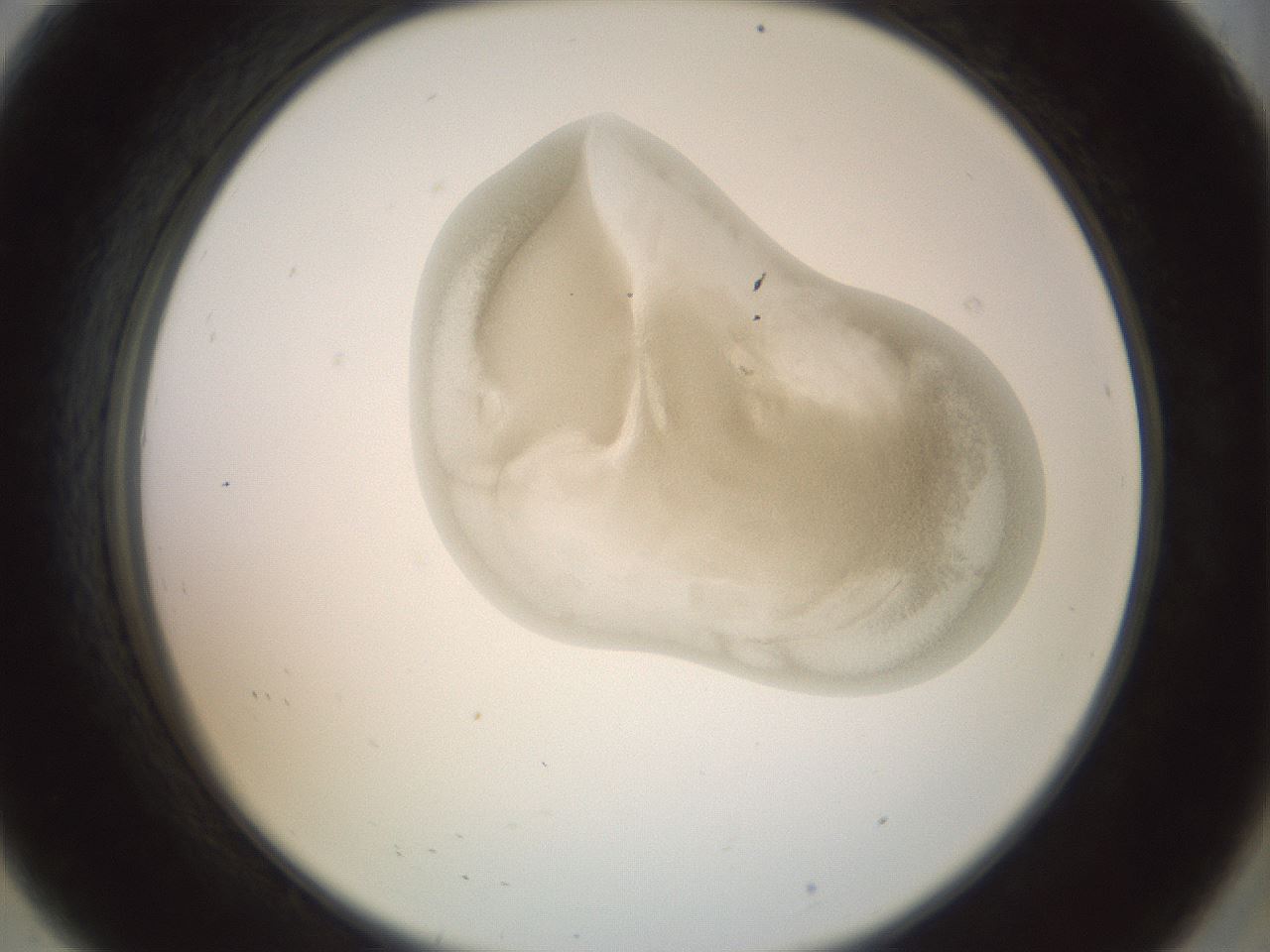 folderID154_plateID1154_batchID3121_wellNum8_profileID1_d2_r60908_ef.jpg