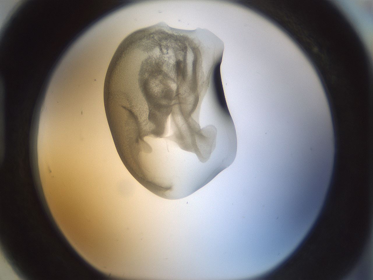 folderID154_plateID1154_batchID3121_wellNum91_profileID1_d1_r61073_ef.jpg