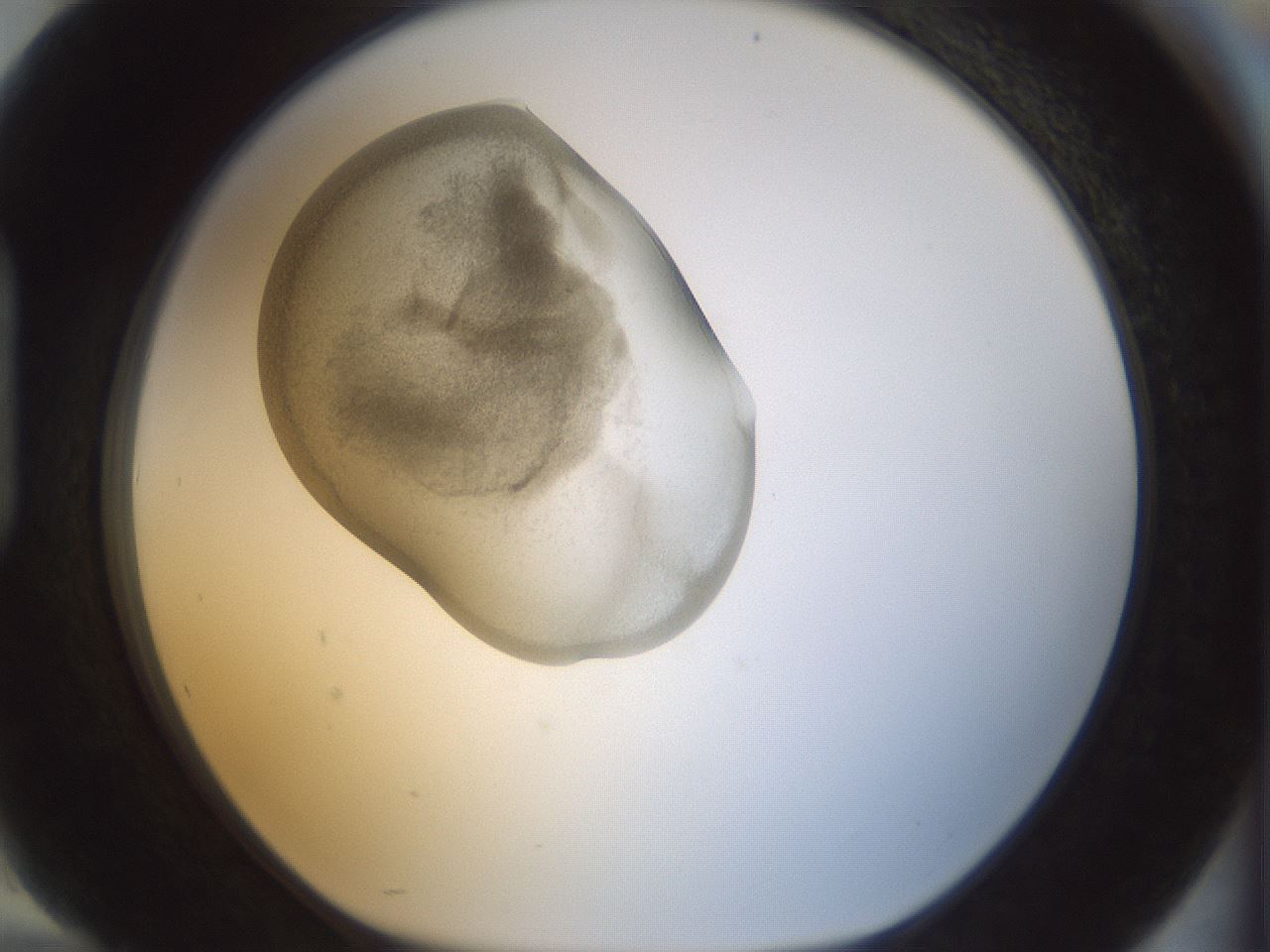 folderID154_plateID1154_batchID3121_wellNum94_profileID1_d1_r61079_ef.jpg