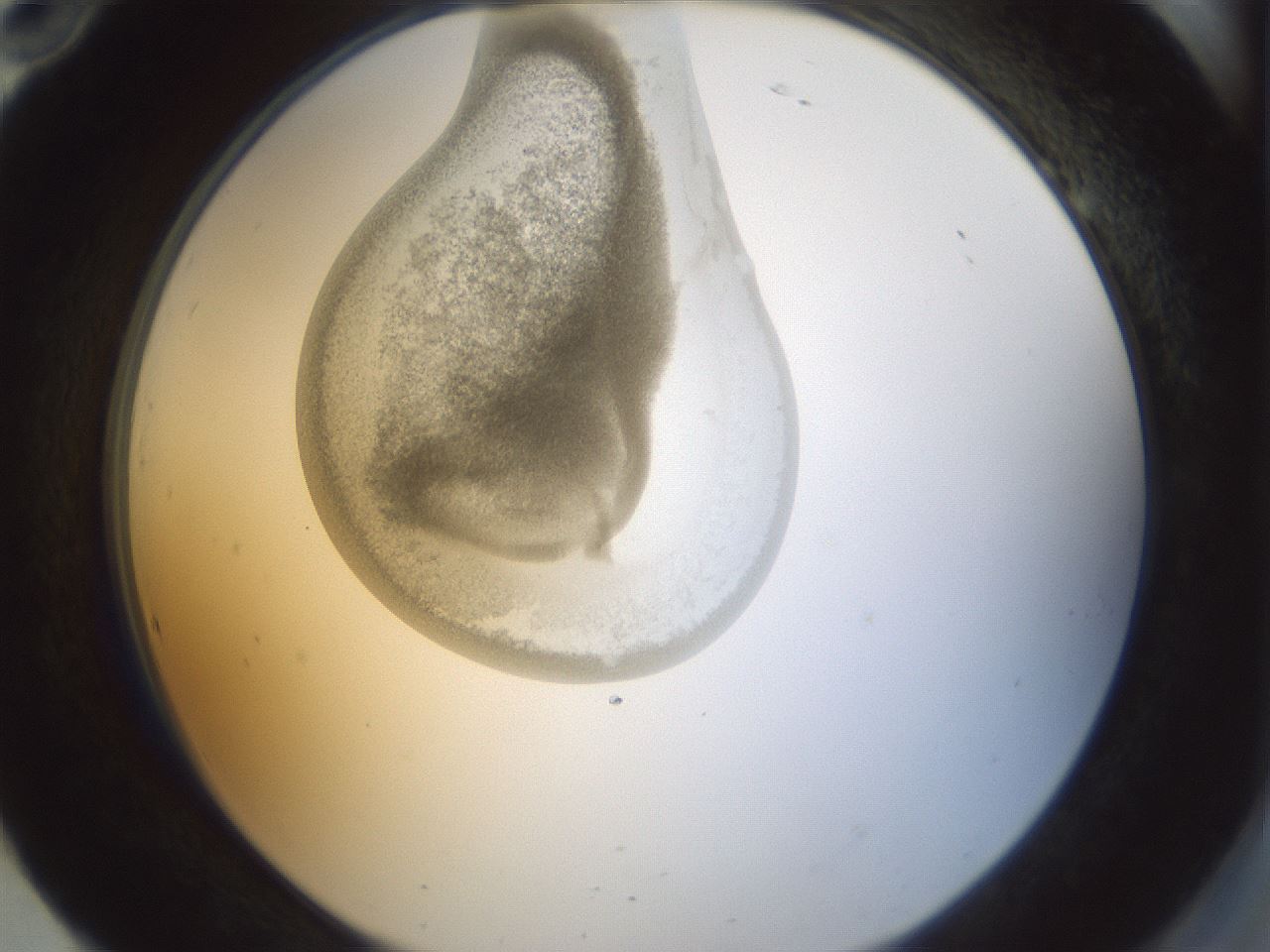 folderID154_plateID1154_batchID3121_wellNum94_profileID1_d2_r61080_ef.jpg