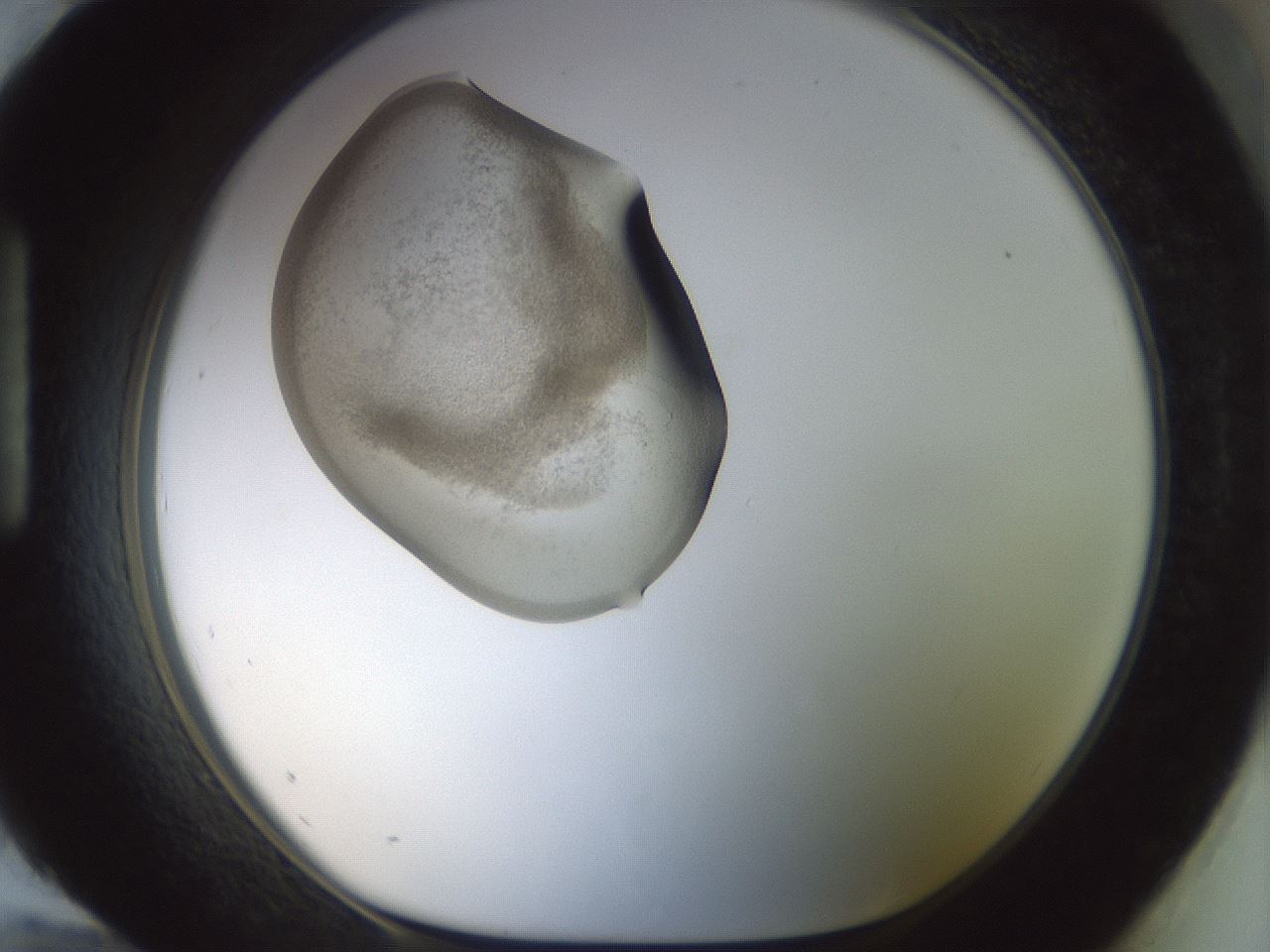 folderID154_plateID1154_batchID3121_wellNum96_profileID1_d1_r61083_ef.jpg