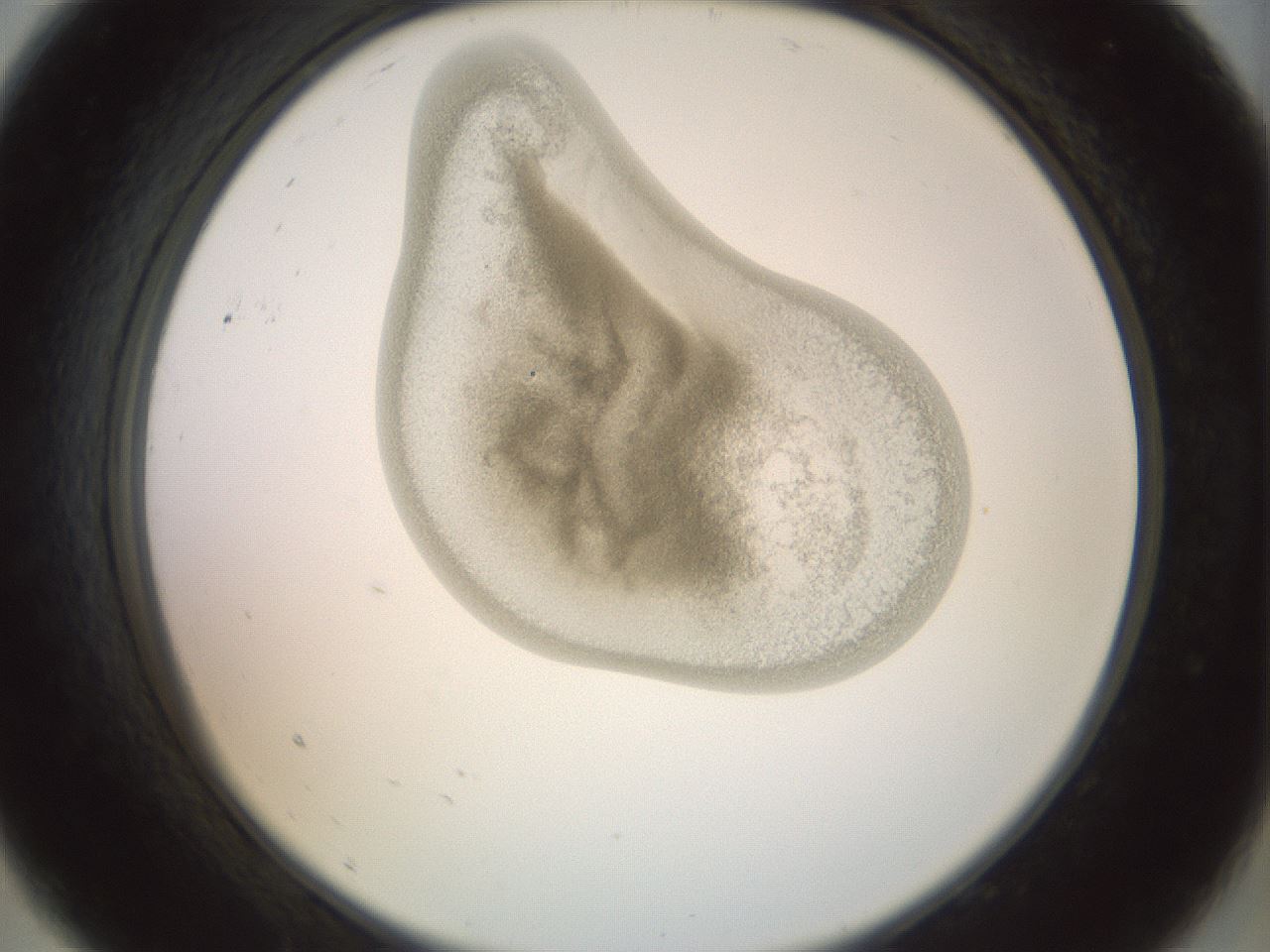 folderID154_plateID1154_batchID3121_wellNum9_profileID1_d2_r60910_ef.jpg