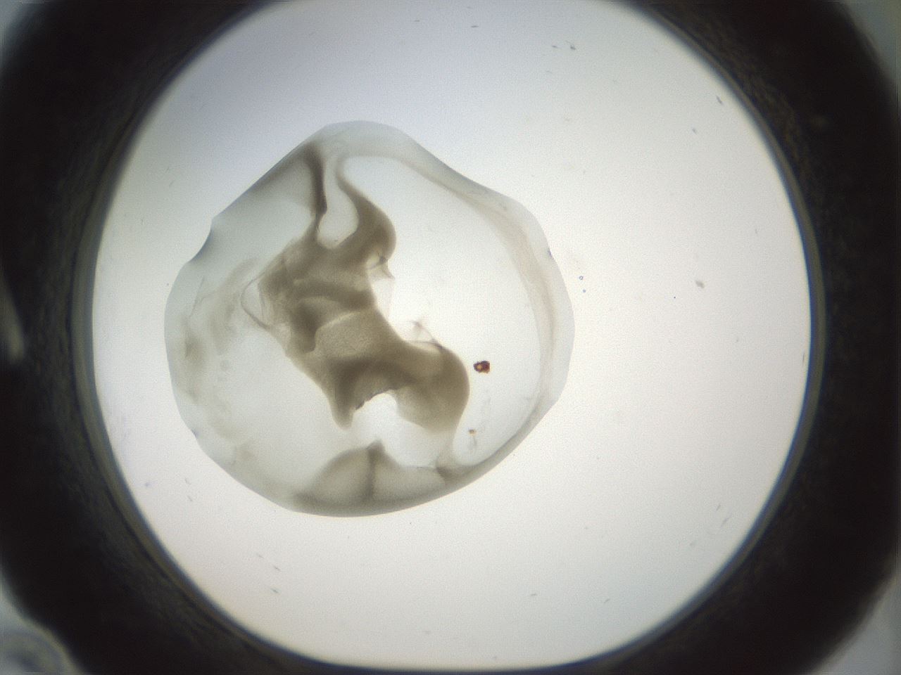 folderID155_plateID1155_batchID3205_wellNum10_profileID1_d1_r62449_ef.jpg