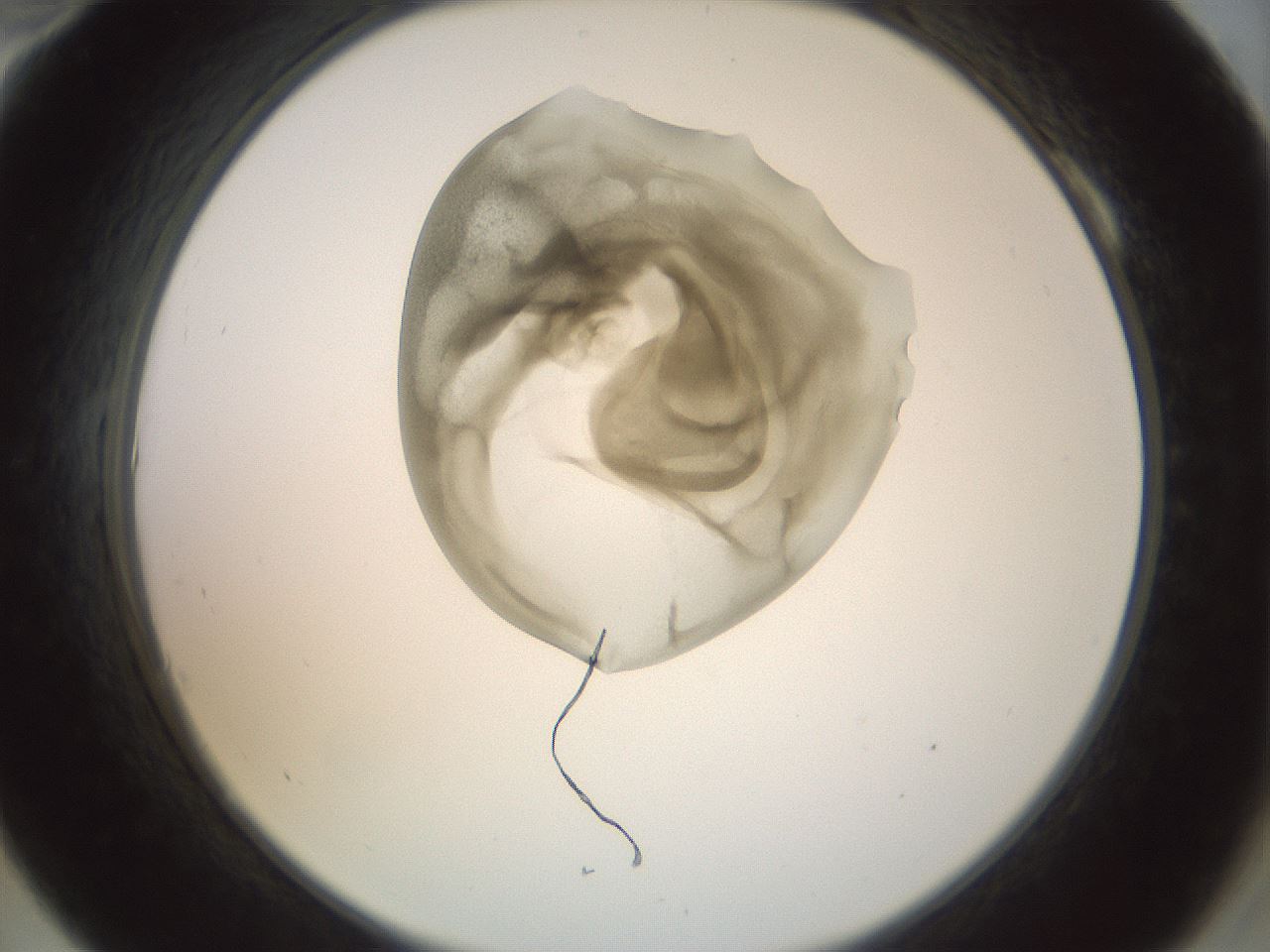 folderID155_plateID1155_batchID3205_wellNum10_profileID1_d2_r62450_ef.jpg