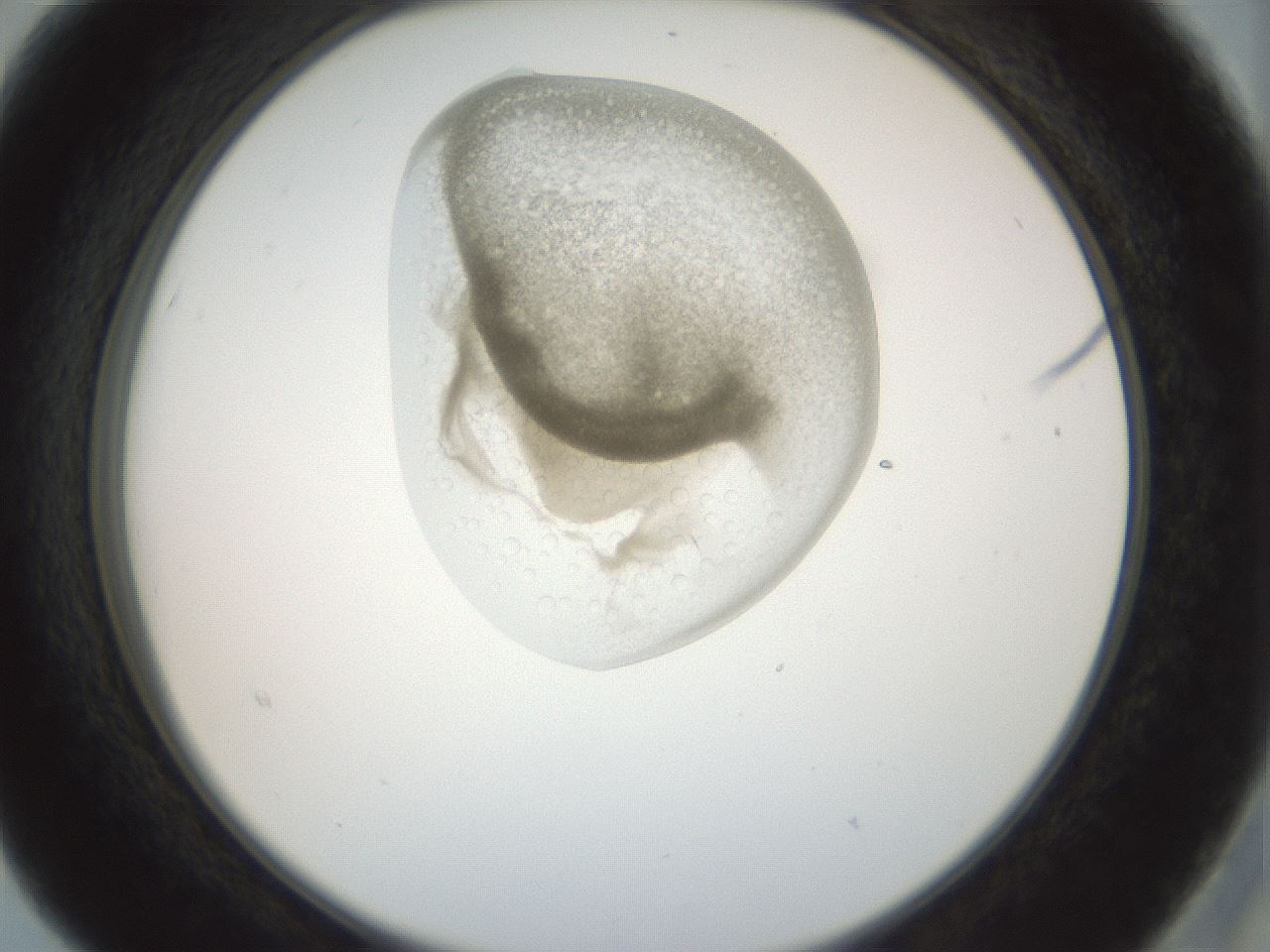 folderID155_plateID1155_batchID3205_wellNum15_profileID1_d2_r62460_ef.jpg