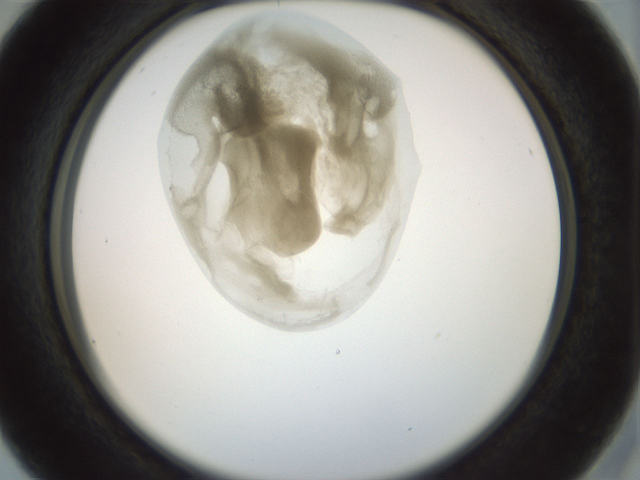 folderID155_plateID1155_batchID3205_wellNum16_profileID1_d2_r62462_ef.jpg