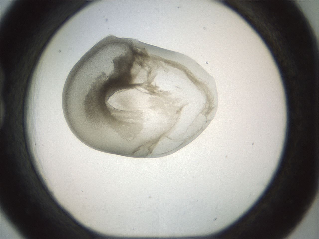 folderID155_plateID1155_batchID3205_wellNum18_profileID1_d1_r62465_ef.jpg