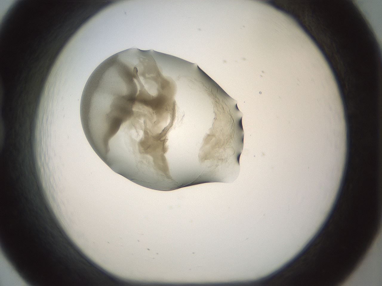 folderID155_plateID1155_batchID3205_wellNum20_profileID1_d1_r62469_ef.jpg