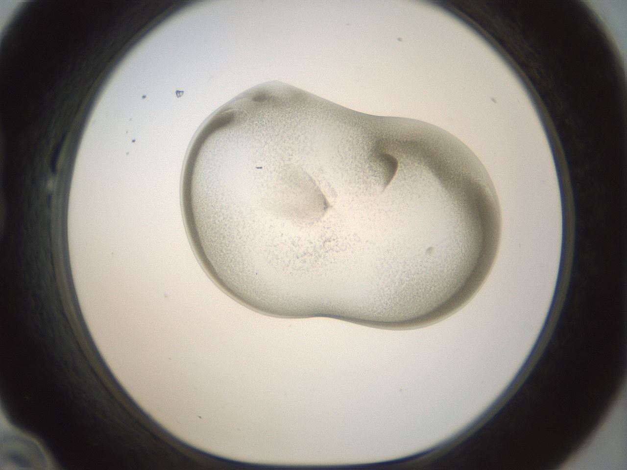 folderID155_plateID1155_batchID3205_wellNum22_profileID1_d1_r62473_ef.jpg
