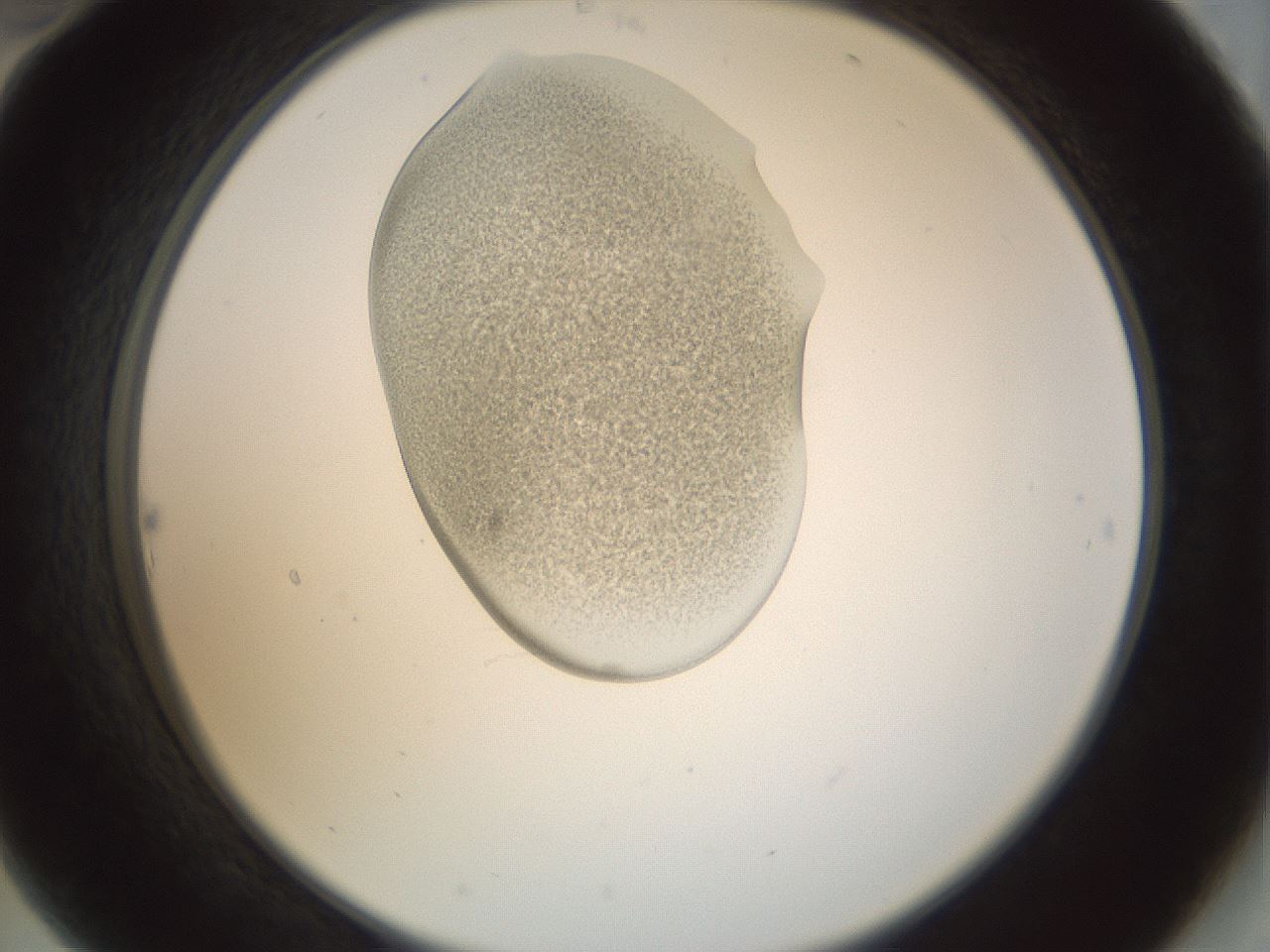 folderID155_plateID1155_batchID3205_wellNum22_profileID1_d2_r62474_ef.jpg