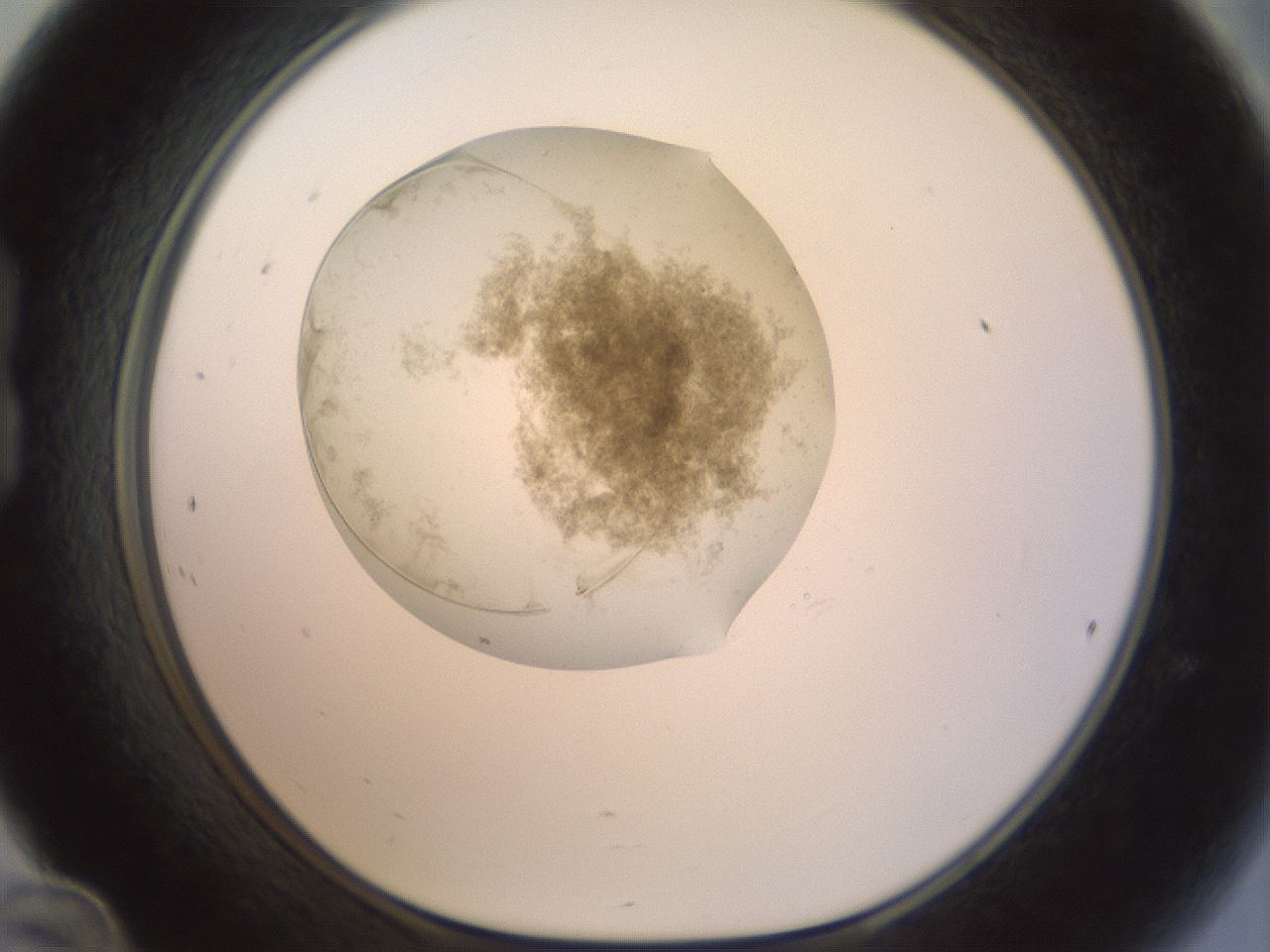 folderID155_plateID1155_batchID3205_wellNum24_profileID1_d1_r62477_ef.jpg