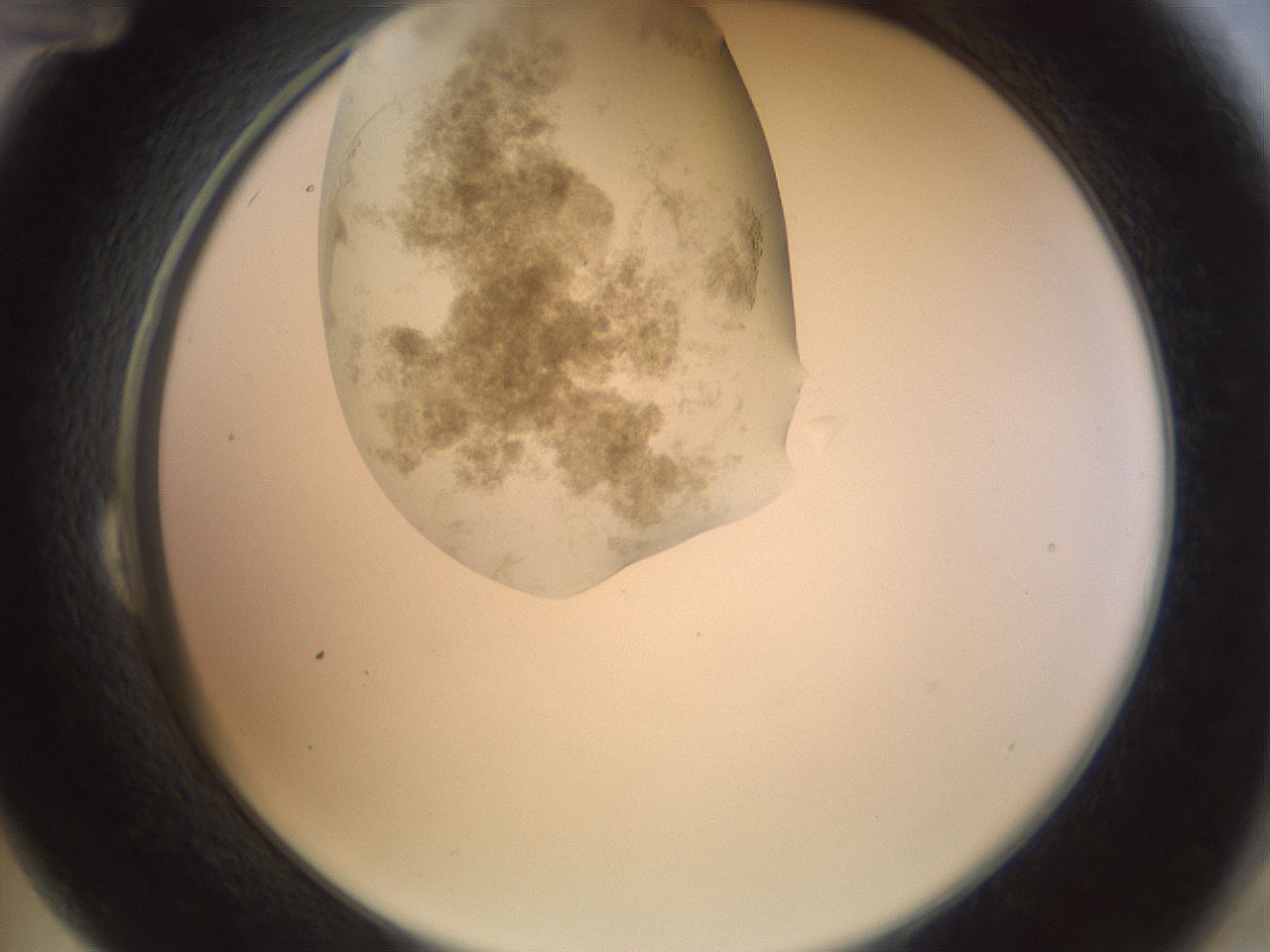 folderID155_plateID1155_batchID3205_wellNum24_profileID1_d2_r62478_ef.jpg