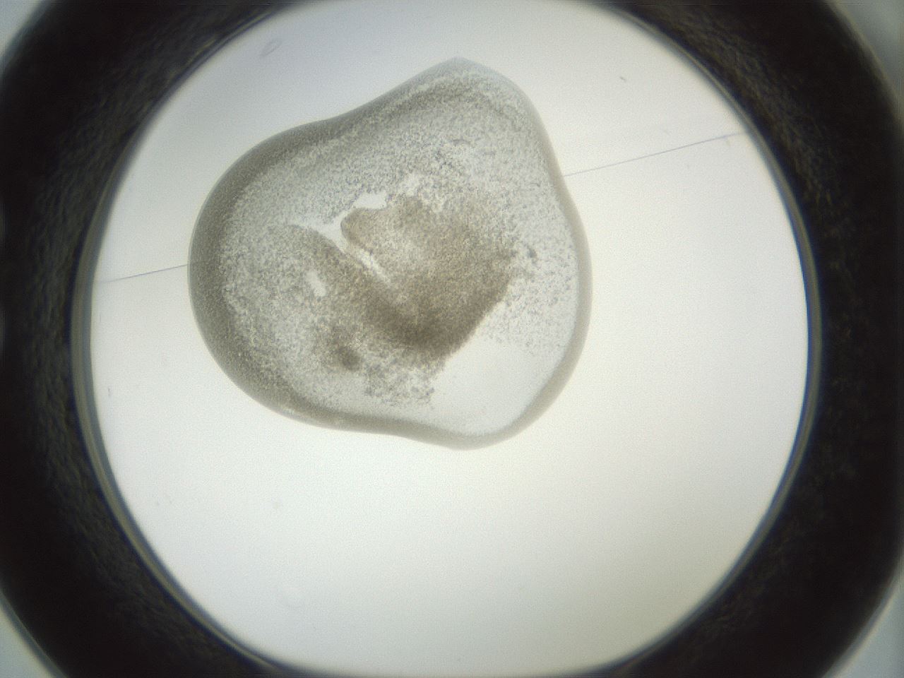 folderID155_plateID1155_batchID3205_wellNum25_profileID1_d1_r62479_ef.jpg