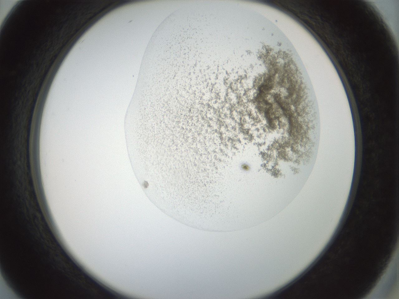 folderID155_plateID1155_batchID3205_wellNum26_profileID1_d2_r62482_ef.jpg