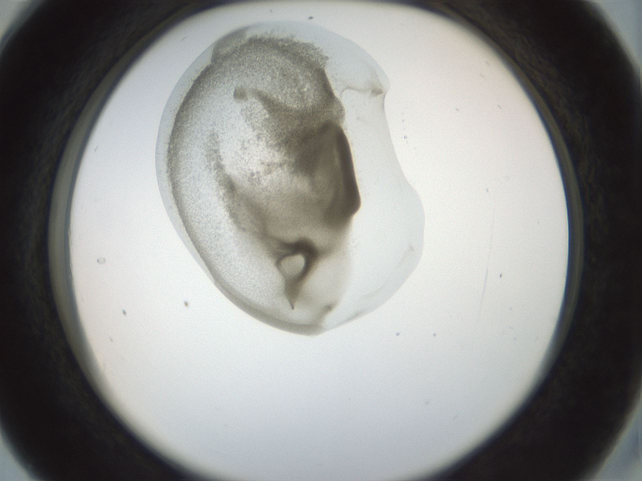 folderID155_plateID1155_batchID3205_wellNum28_profileID1_d2_r62486_ef.jpg