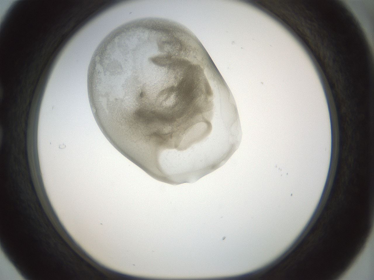 folderID155_plateID1155_batchID3205_wellNum29_profileID1_d1_r62487_ef.jpg