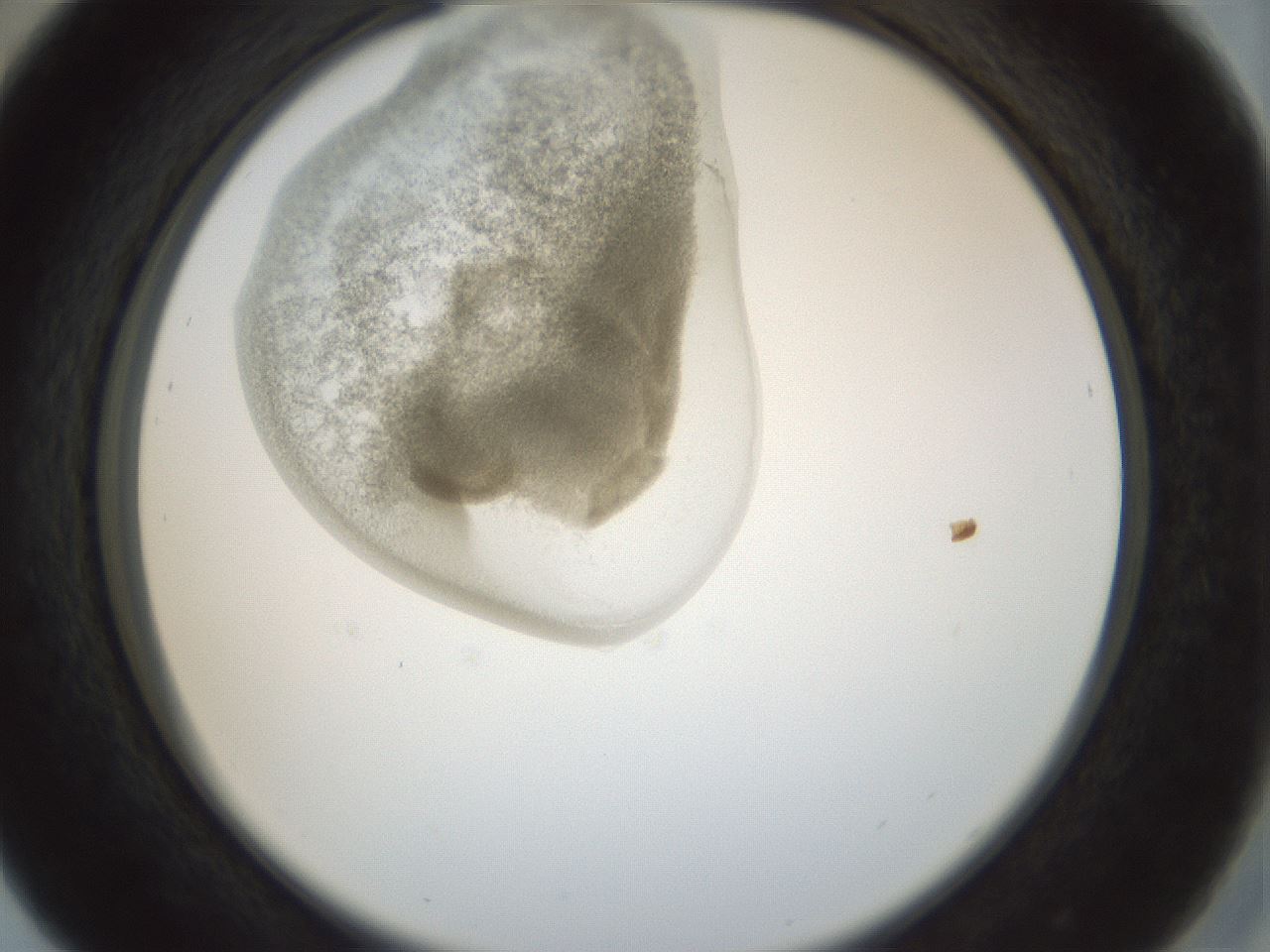folderID155_plateID1155_batchID3205_wellNum29_profileID1_d2_r62488_ef.jpg