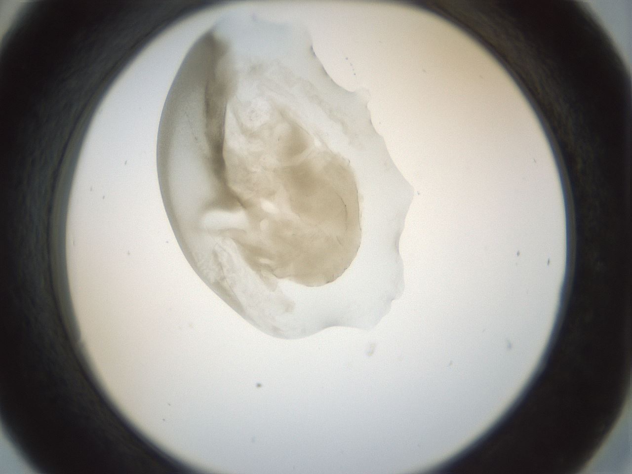 folderID155_plateID1155_batchID3205_wellNum30_profileID1_d2_r62490_ef.jpg