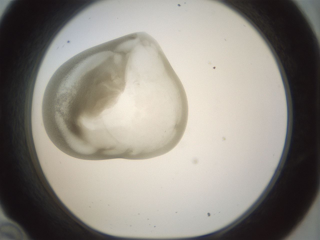 folderID155_plateID1155_batchID3205_wellNum34_profileID1_d1_r62497_ef.jpg