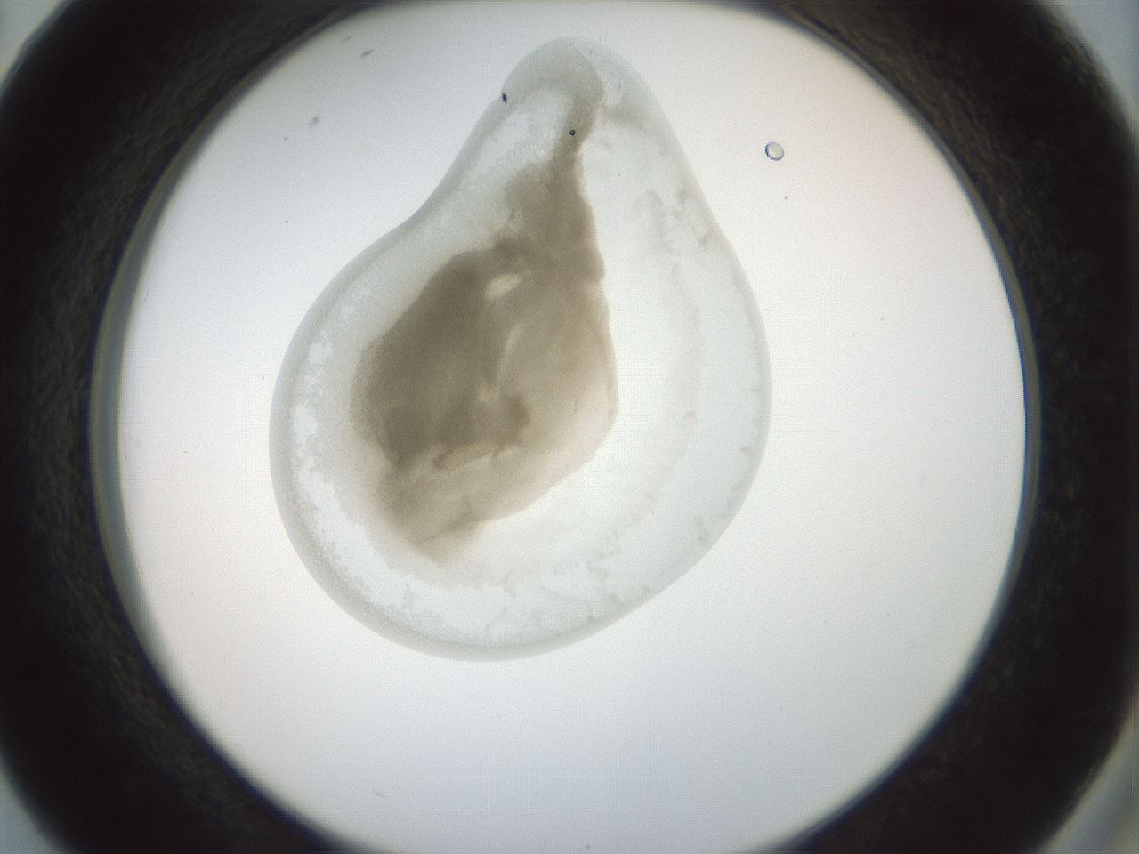 folderID155_plateID1155_batchID3205_wellNum38_profileID1_d2_r62506_ef.jpg