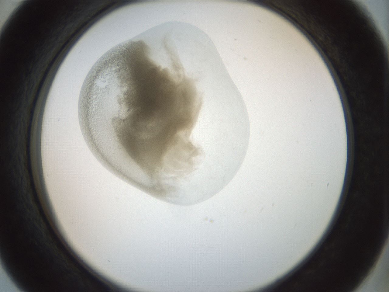 folderID155_plateID1155_batchID3205_wellNum39_profileID1_d2_r62508_ef.jpg