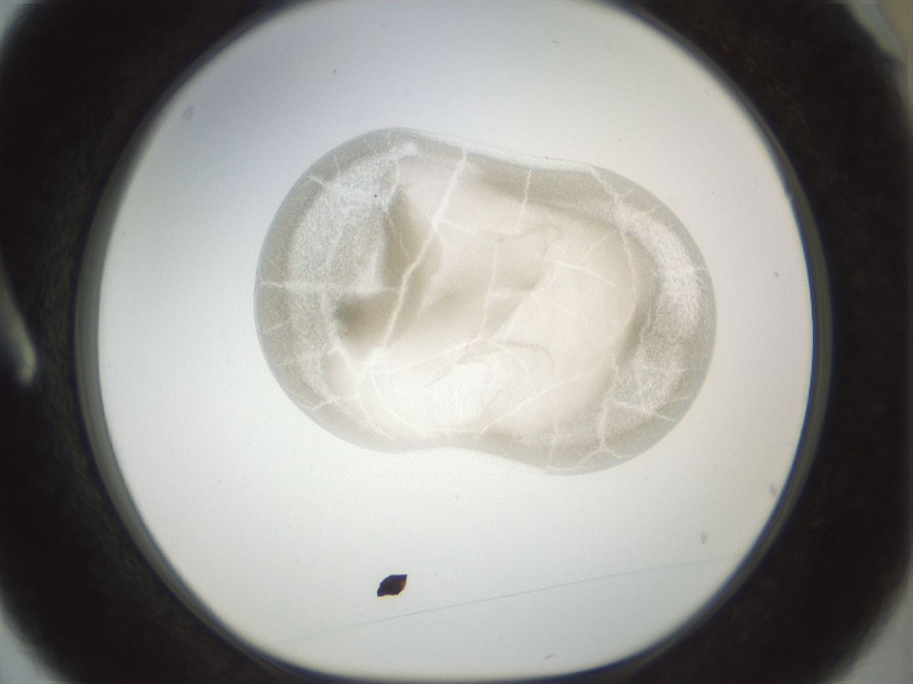 folderID155_plateID1155_batchID3205_wellNum3_profileID1_d1_r62435_ef.jpg