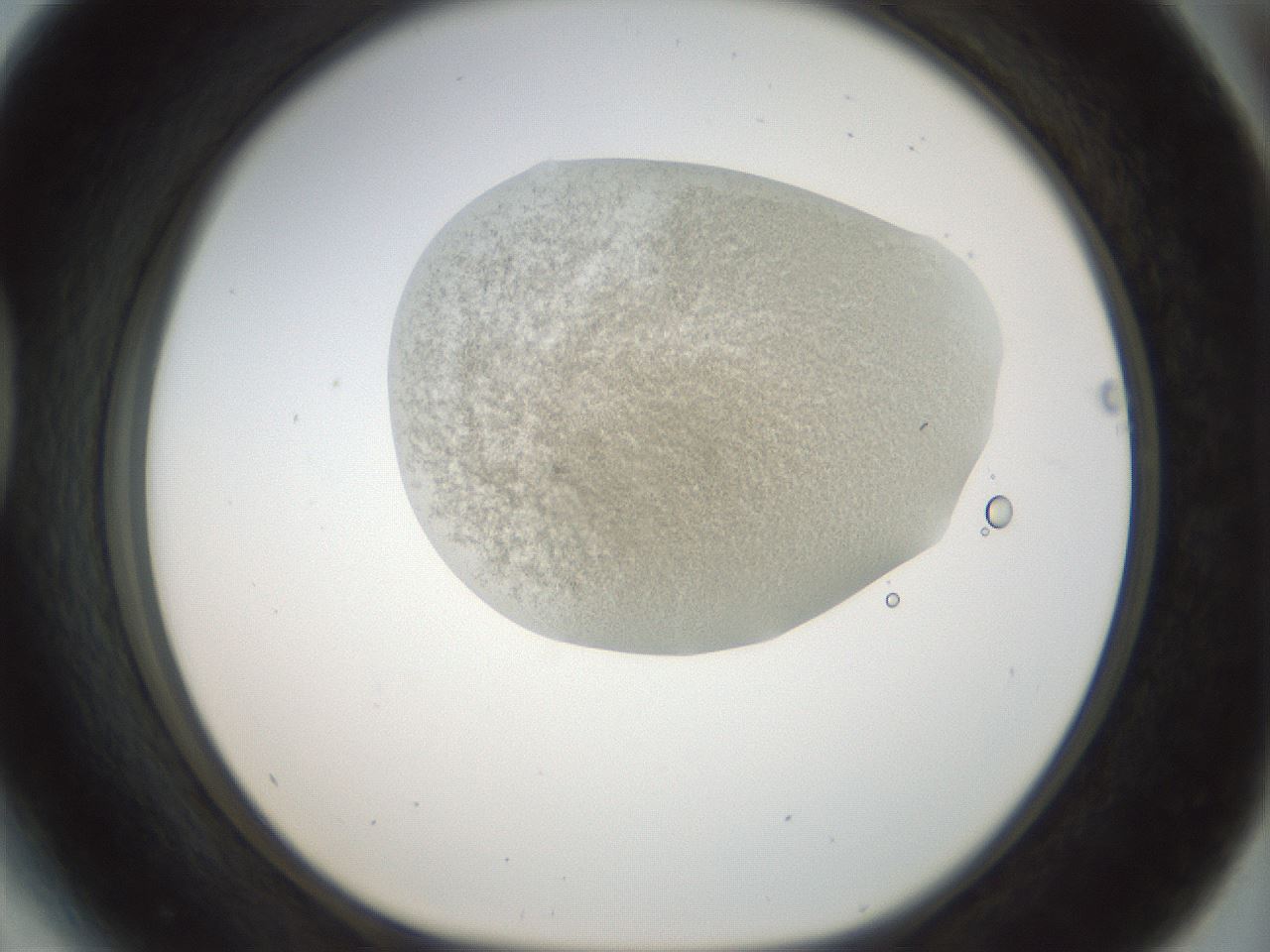 folderID155_plateID1155_batchID3205_wellNum41_profileID1_d1_r62511_ef.jpg