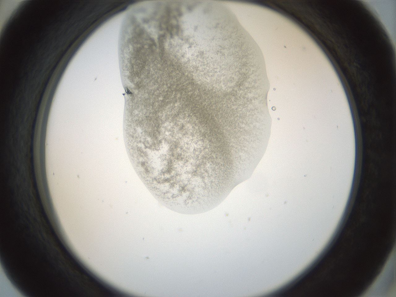 folderID155_plateID1155_batchID3205_wellNum41_profileID1_d2_r62512_ef.jpg