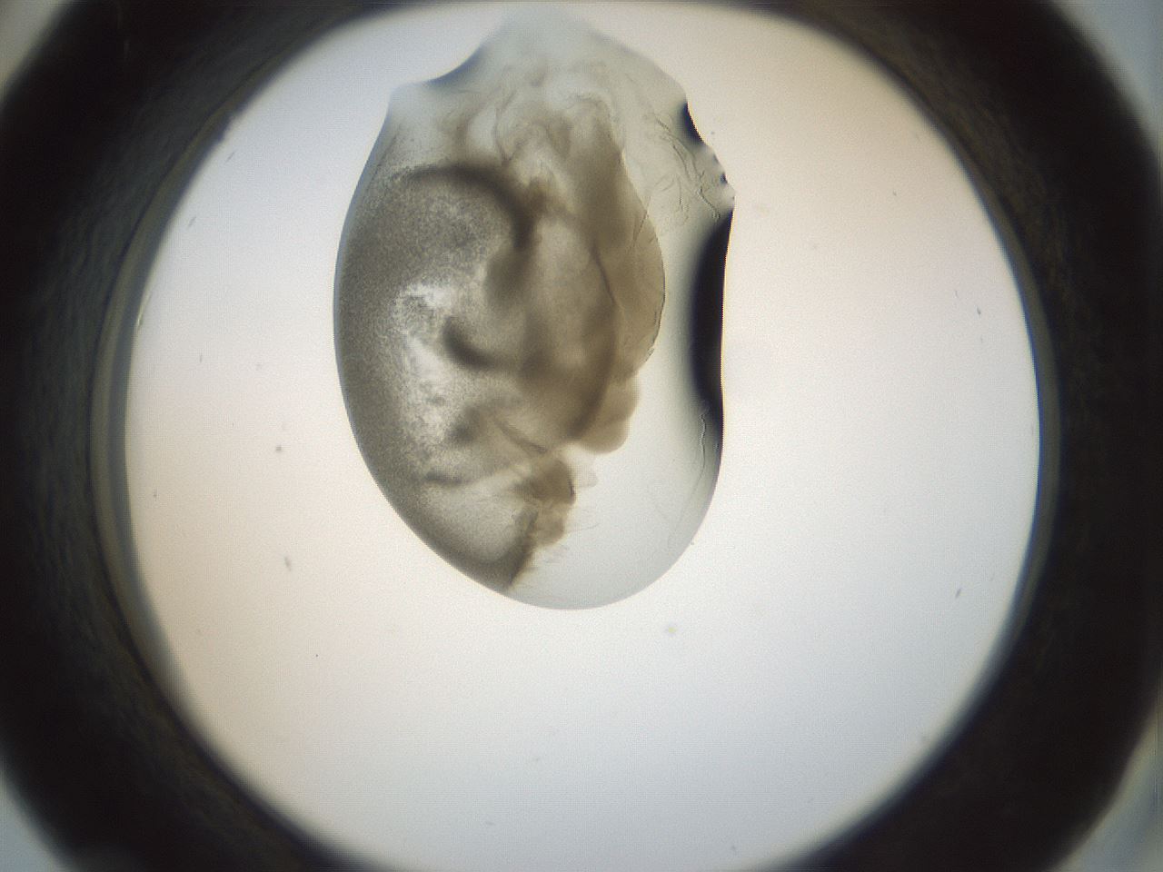 folderID155_plateID1155_batchID3205_wellNum42_profileID1_d2_r62514_ef.jpg