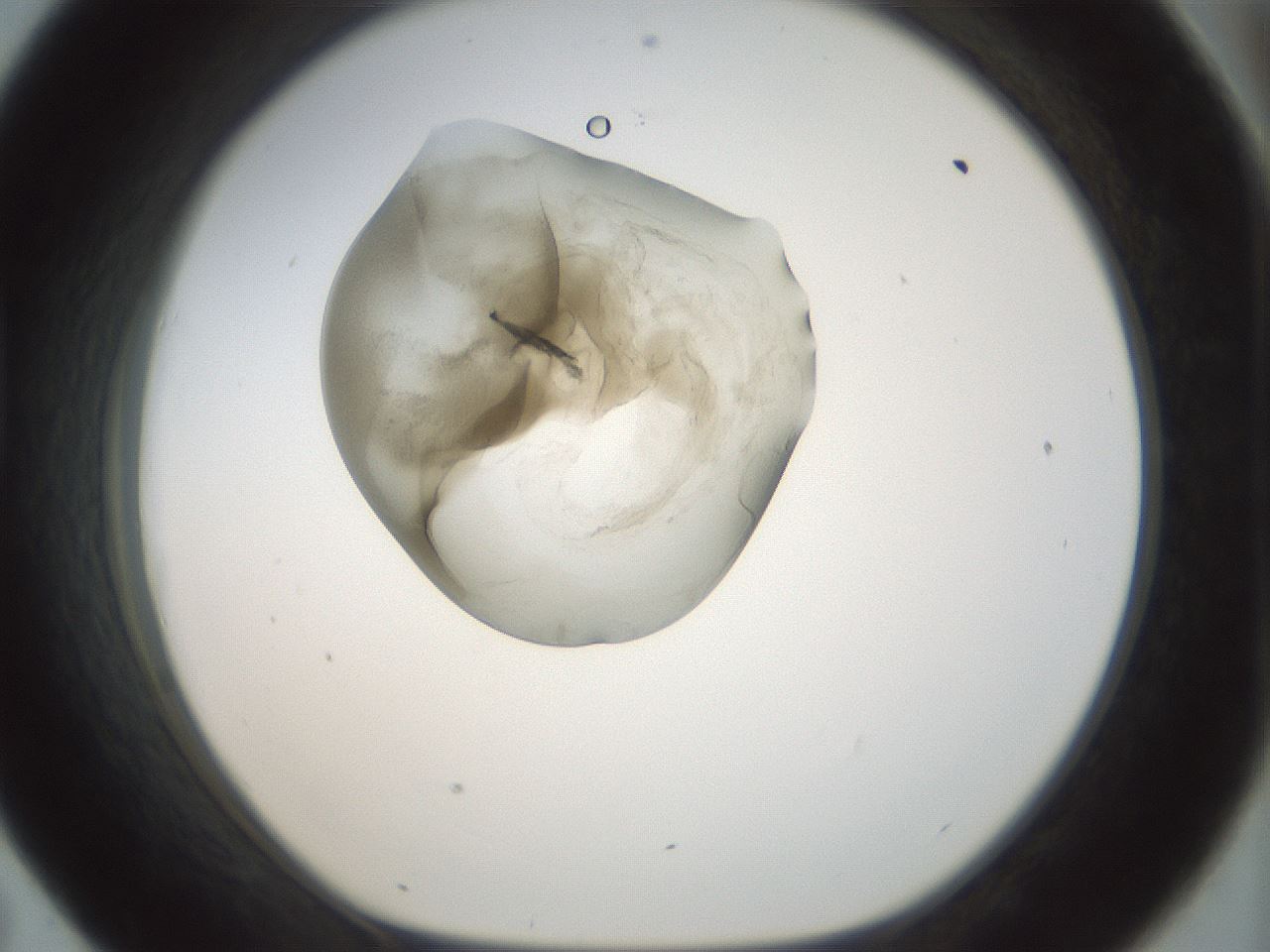 folderID155_plateID1155_batchID3205_wellNum43_profileID1_d1_r62515_ef.jpg