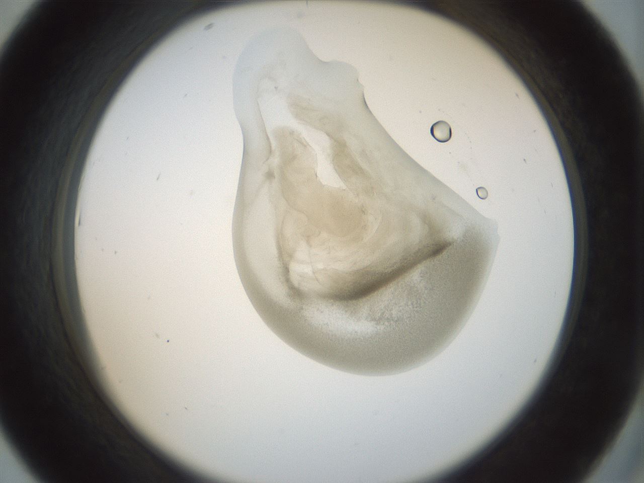 folderID155_plateID1155_batchID3205_wellNum43_profileID1_d2_r62516_ef.jpg