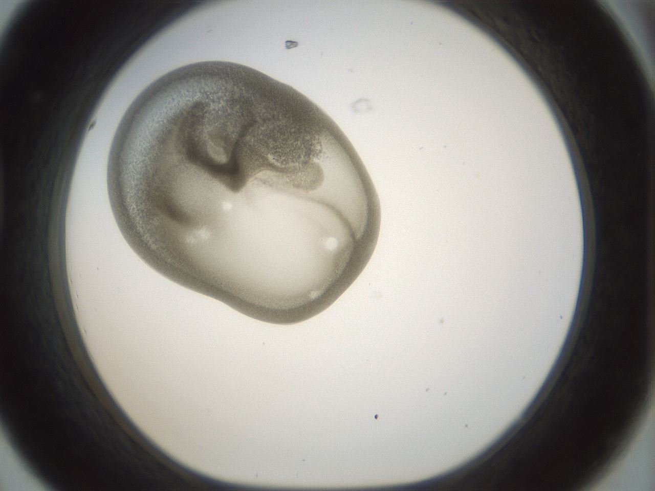 folderID155_plateID1155_batchID3205_wellNum44_profileID1_d1_r62517_ef.jpg