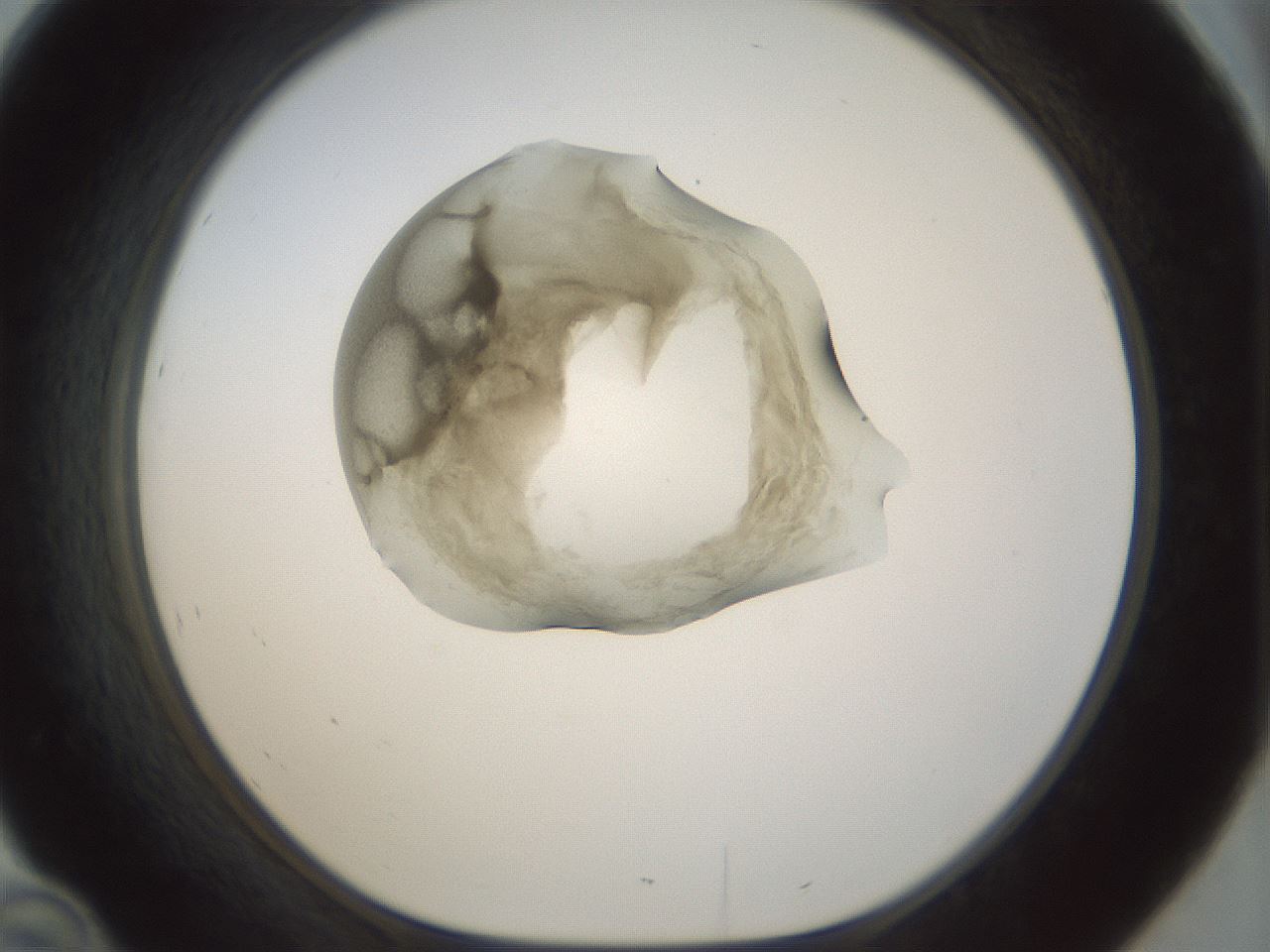 folderID155_plateID1155_batchID3205_wellNum46_profileID1_d1_r62521_ef.jpg