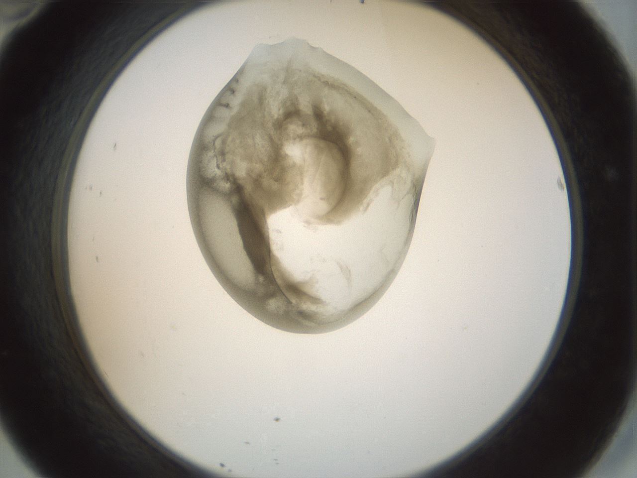 folderID155_plateID1155_batchID3205_wellNum46_profileID1_d2_r62522_ef.jpg
