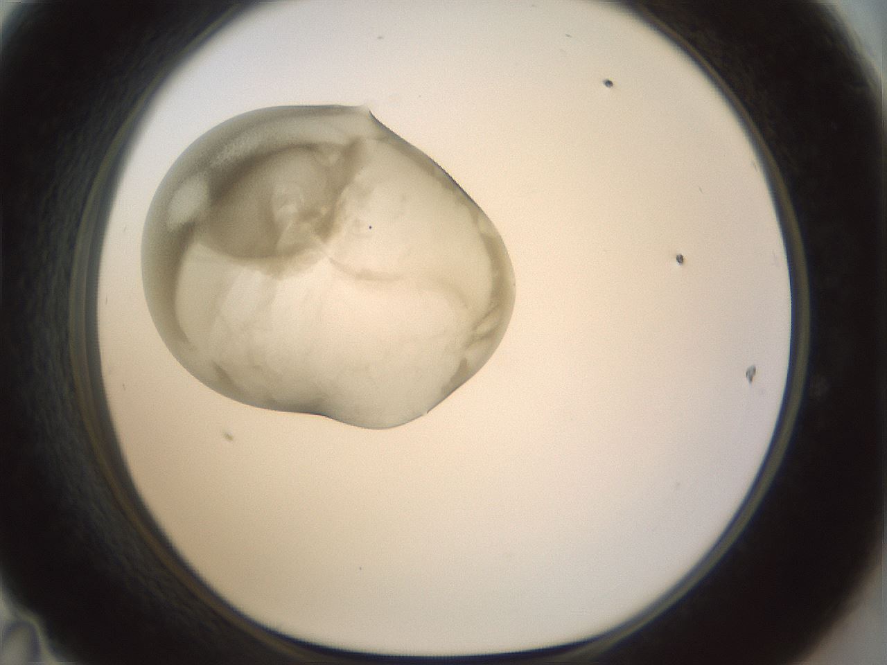 folderID155_plateID1155_batchID3205_wellNum47_profileID1_d1_r62523_ef.jpg
