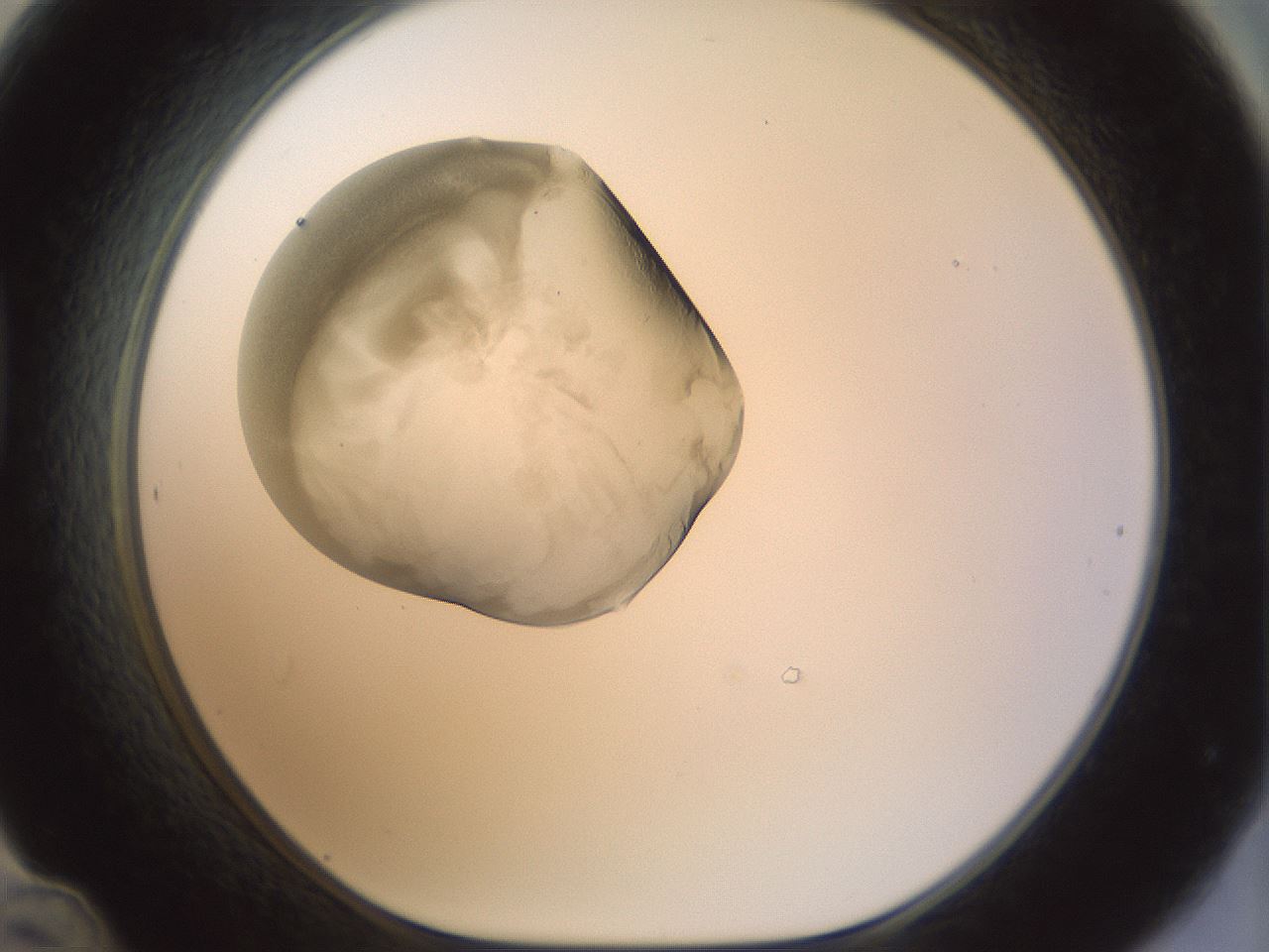 folderID155_plateID1155_batchID3205_wellNum48_profileID1_d1_r62525_ef.jpg
