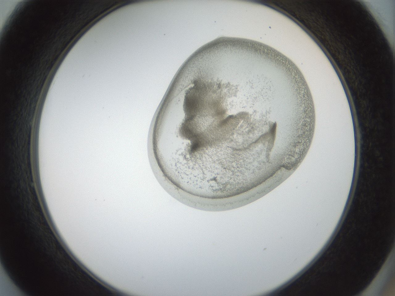 folderID155_plateID1155_batchID3205_wellNum49_profileID1_d2_r62528_ef.jpg