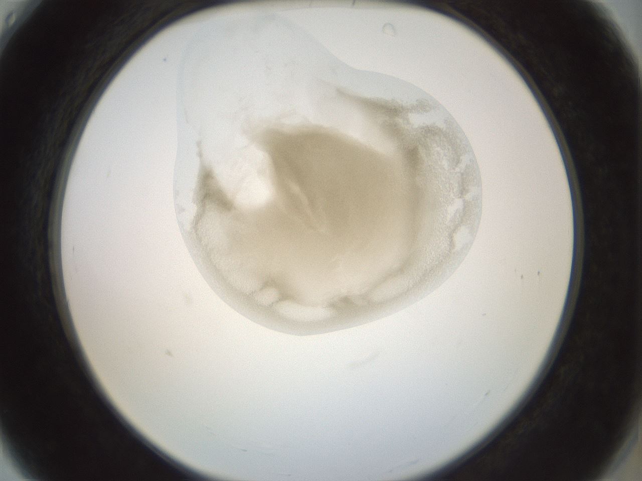folderID155_plateID1155_batchID3205_wellNum4_profileID1_d2_r62438_ef.jpg