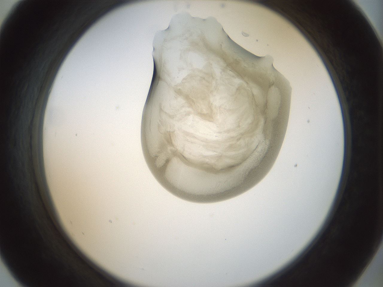 folderID155_plateID1155_batchID3205_wellNum55_profileID1_d2_r62540_ef.jpg