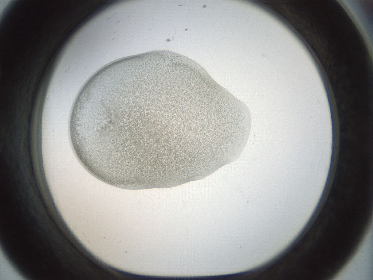 folderID155_plateID1155_batchID3205_wellNum56_profileID1_d1_r62541_ef.jpg