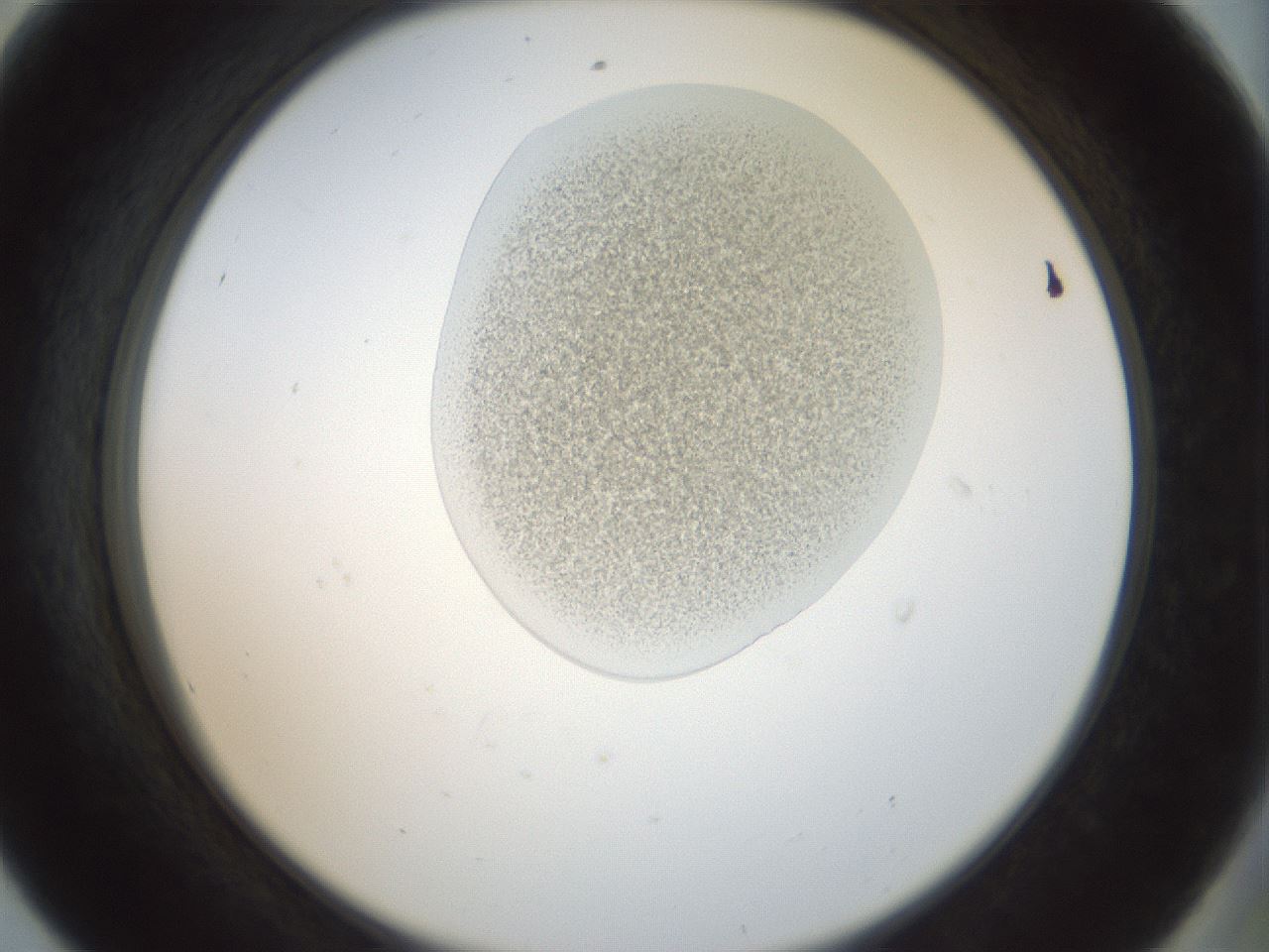folderID155_plateID1155_batchID3205_wellNum56_profileID1_d2_r62542_ef.jpg